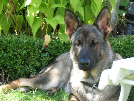 Deutscher Schäferhund Bibby vom Treidelbrunnen