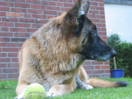 Deutscher Schäferhund frisch gewaschen