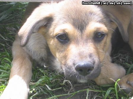 Deutscher Schäferhund keine Beschreibung