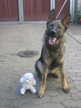 Deutscher Schäferhund Joy und Ixtra vom Weinland Baden