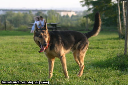 Deutscher Schäferhund was wollt ihr von mir? 