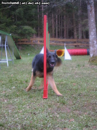 Deutscher Schäferhund Indira von der Bachhöle