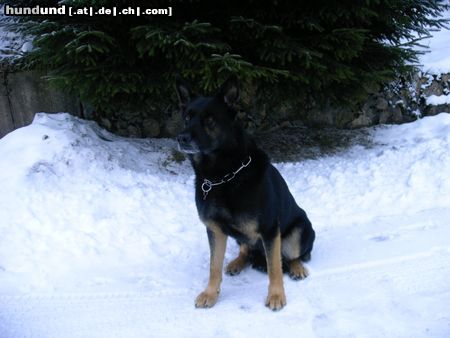 Deutscher Schäferhund Rex im Schnee