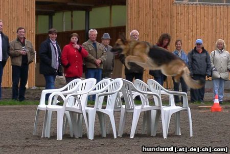 Deutscher Schäferhund Jule vom Olwenhof