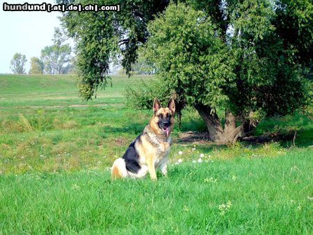 Deutscher Schäferhund Kitti