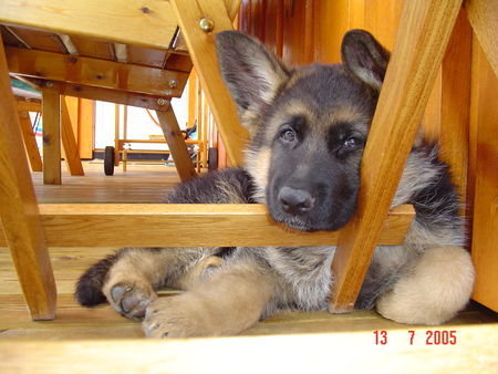 Deutscher Schäferhund Klang - 8 woche