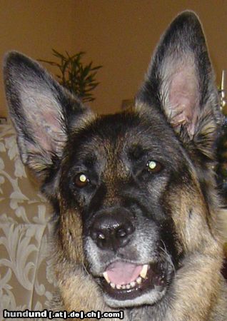 Deutscher Schäferhund meine maus cara 8,5 jahre-leider gestorben am 11.02.05