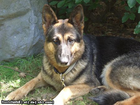 Deutscher Schäferhund tommy