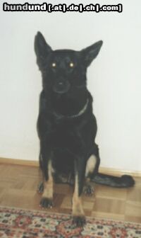 Deutscher Schäferhund Kora  