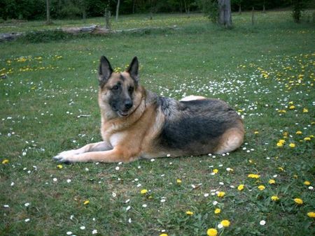 Deutscher Schäferhund Laila von Schwanensee