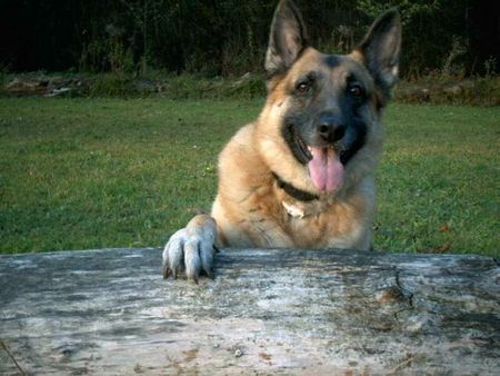 Deutscher Schäferhund Laila von Schwanensee