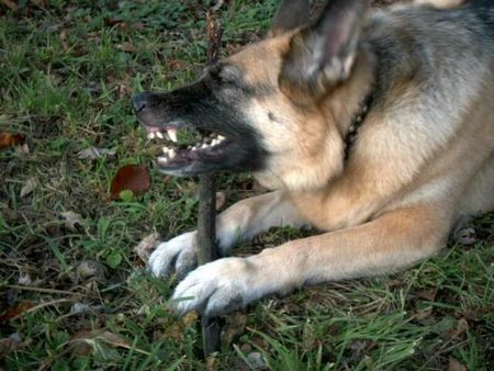 Deutscher Schäferhund Laila von Schwanensee