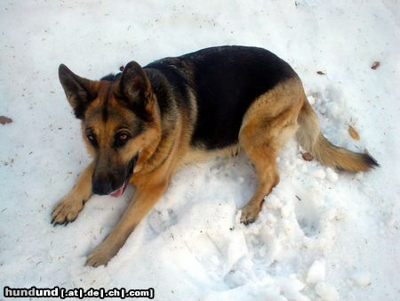 Deutscher Schäferhund Schneehund....