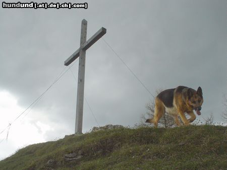 Deutscher Schäferhund Gipfelstürmer...