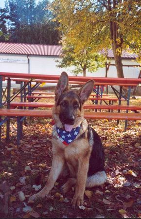 Deutscher Schäferhund Lasco