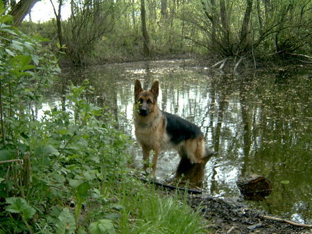 Deutscher Schäferhund Lasco