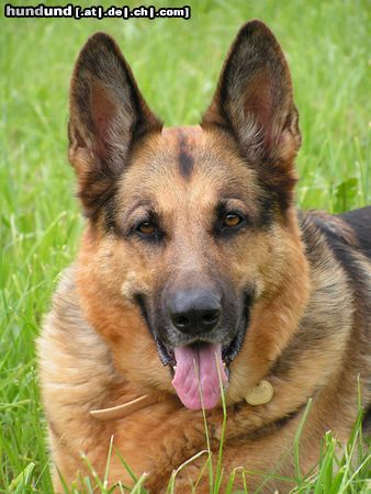 Deutscher Schäferhund Lizzy