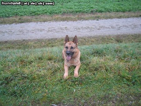 Deutscher Schäferhund Lucky