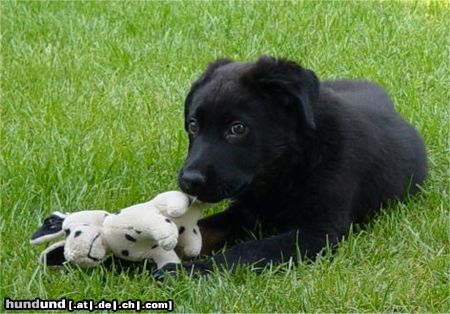 Deutscher Schäferhund Maximilian