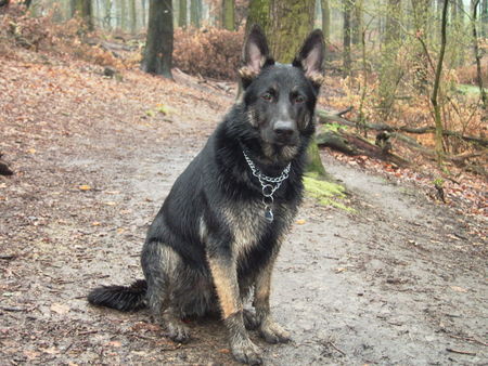 Deutscher Schäferhund Merlin im Wald und 9 Monate Alt