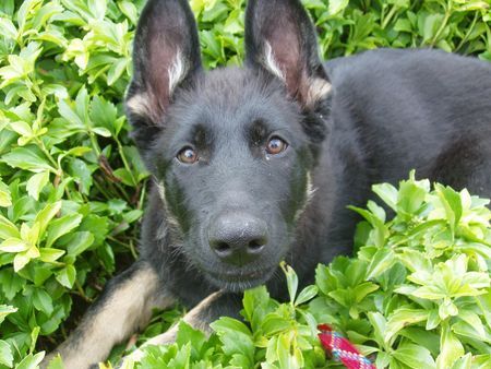 Deutscher Schäferhund Unsere Königin