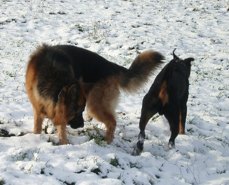 Deutscher Schäferhund Mit Kumpel Blacky