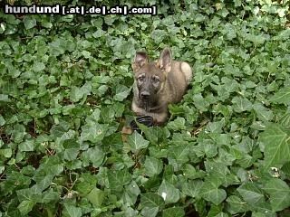 Deutscher Schäferhund Chicca vom Scharmeder Land