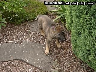 Deutscher Schäferhund Chicca, 