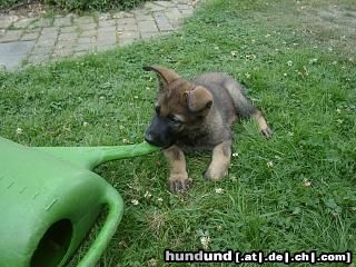 Deutscher Schäferhund Chicca,