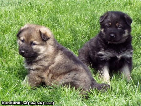 Deutscher Schäferhund die BÄRFALLEN- JUNGSTER