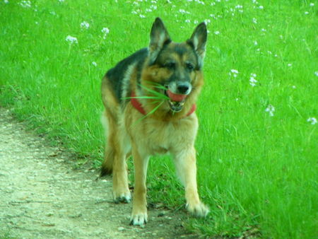 Deutscher Schäferhund Spiel mit mir!! Bitte, bitte!