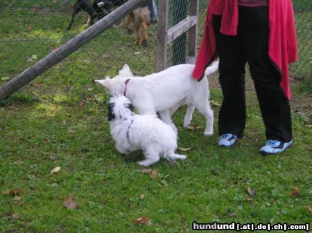 Deutscher Schäferhund