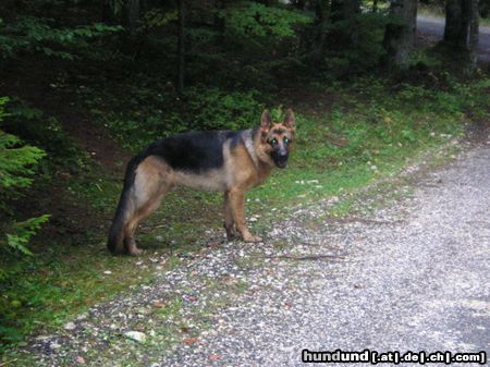 Deutscher Schäferhund