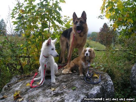 Deutscher Schäferhund