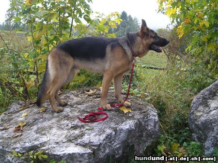 Deutscher Schäferhund