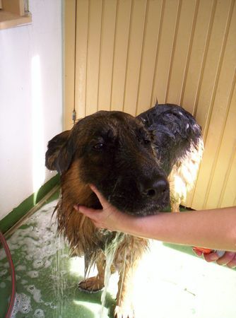 Deutscher Schäferhund Mag nicht Baden!!