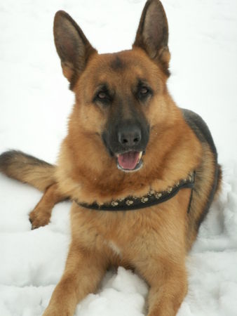 Deutscher Schäferhund Happy Birthday Maik zum 5. Geburtstag!