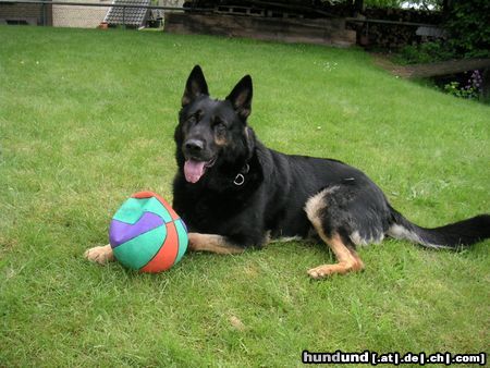 Deutscher Schäferhund Das ist Boy !