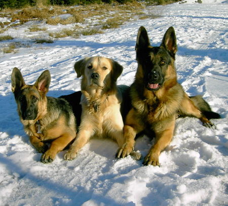 Deutscher Schäferhund Kyana, Cisco und Ayko