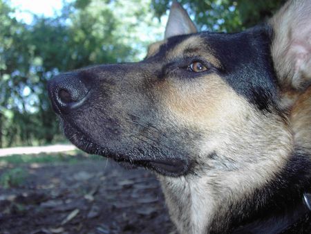 Deutscher Schäferhund Spike Geb 02.12.2004