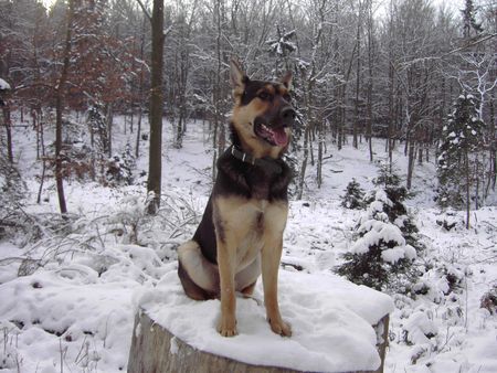 Deutscher Schäferhund Spike Geb 02.12.2004