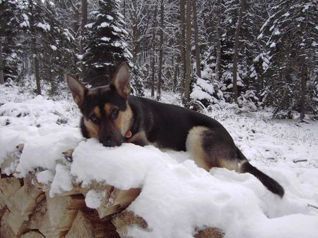 Deutscher Schäferhund Spike Geb 02.12.2004