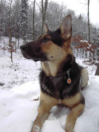 Deutscher Schäferhund Spike Geb 02.12.2004