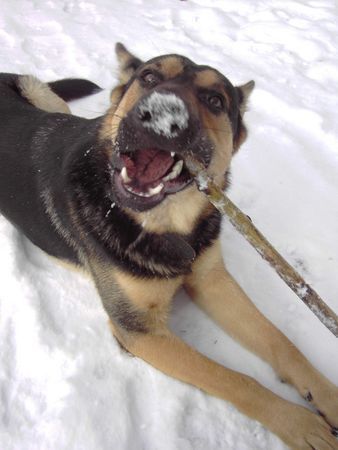 Deutscher Schäferhund Spike Geb 02.12.2004