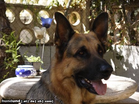 Deutscher Schäferhund Nero von Santa Pola