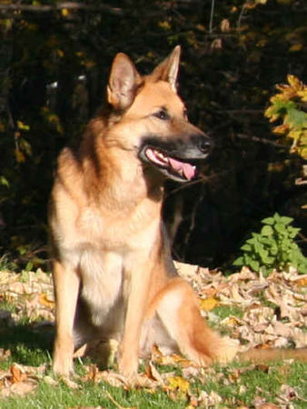 Deutscher Schäferhund Raika, begleitet unsere Hovis auf ihren Spaziergängen