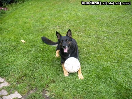 Deutscher Schäferhund Rex mit Ball