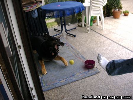 Deutscher Schäferhund Verrückt nach dem Ball