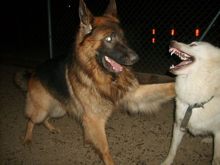 Deutscher Schäferhund Pasha un Ice^^