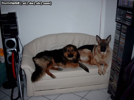 Deutscher Schäferhund Django und Leyla  (3 und 1 Jahre alt)